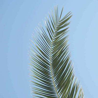 组装机械暗黑武士龙